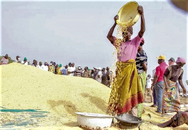 We need to step up the production of rice locally for food security in the country