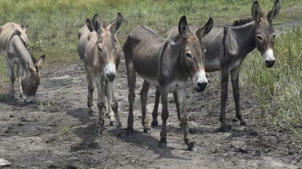 Nigeria intercepts hundreds of sacks of donkey meat