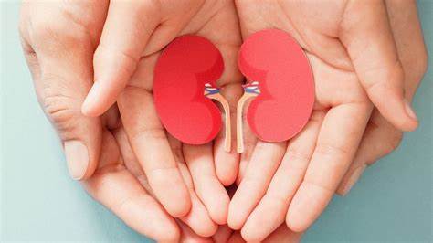 The kidneys are very vital organs of our body