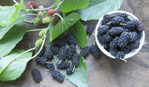 Mulberry