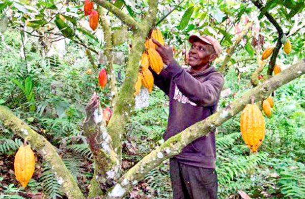 Appropriate application of fertiliser is critical to good cocoa production but the raging Ukraine-Russia conflict could hamper supplies to farmers in Ghana