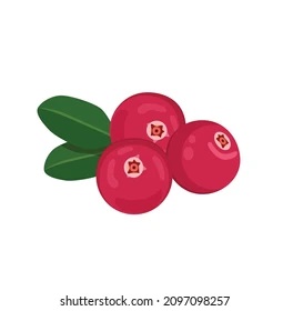   Cranberry. Picture credit: Shutterstock