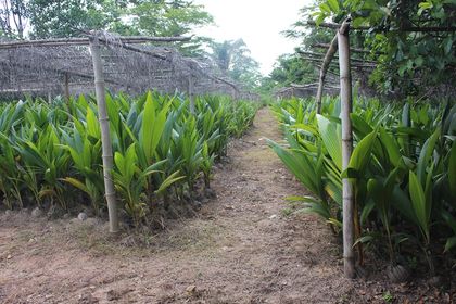 Farmers in Adansi Akrofrom provided with 10,000 coconut seedlings to support 1D1F