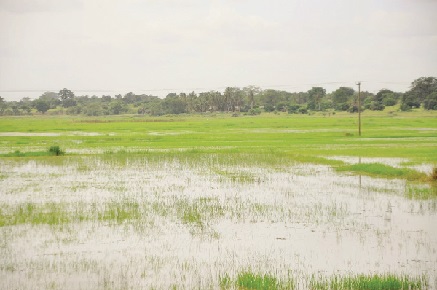 A flooded rice farm at Afife