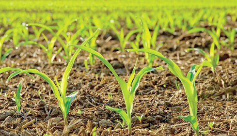 An organic fertilizer farm