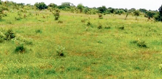 Part of the land secured for the farming project