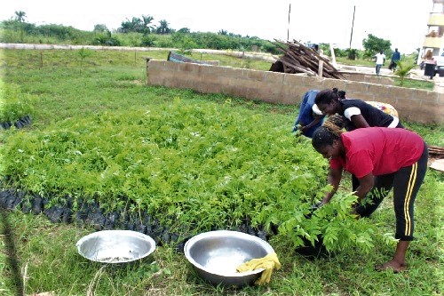 Women tendering seedlings that are ready for transplanting.