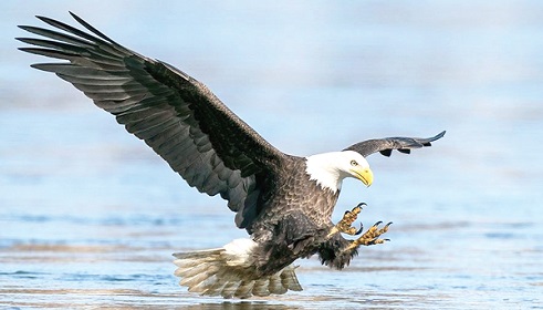 An eagle about to catch fish. Birds too must vote