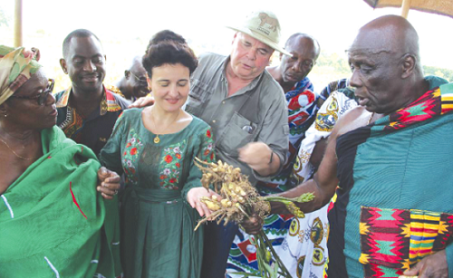 Mr Bühler (2nd from right) showing Osagyefuo Amoatia Ofori Panin (right), the Okyenhene, some of the ginger being cultivated on the Bunso Organic Demonstration Farm. With them are Nana Dokua (left), the Okyenhemaa; Cristine (3rd from left), the wife of Mr Bühler, and Dr Isaac Adodoadji (2nd from left). Inset: Ginger being grown on the Demonstration Farm. Picture: Nana Konadu Agyeman