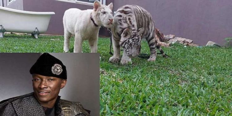 I bought my tigers for tourism, not to endanger public - Businessman