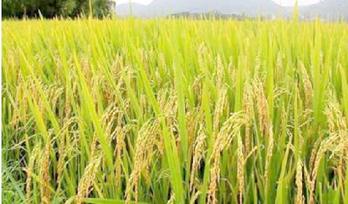The grant will among other things help the commercial cultivation of rice 