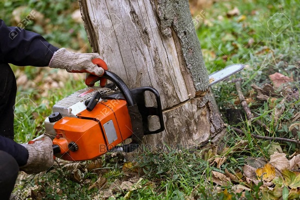 Danger: Pupils  skip classes to operate chainsaws for money