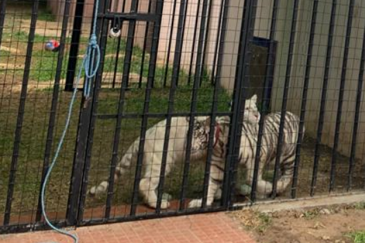Tigers to be relocated from Wonda World Estates - Police