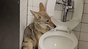 Coyote strays into California school toilets