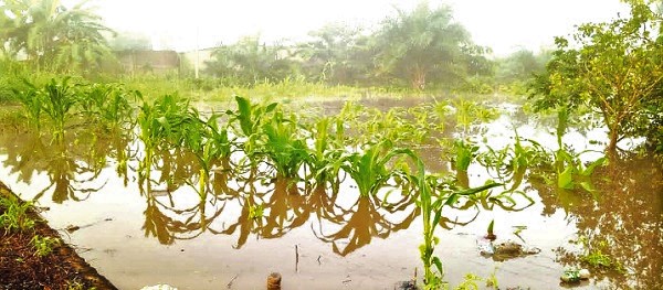 A submerged maize farm in the Adaklu District