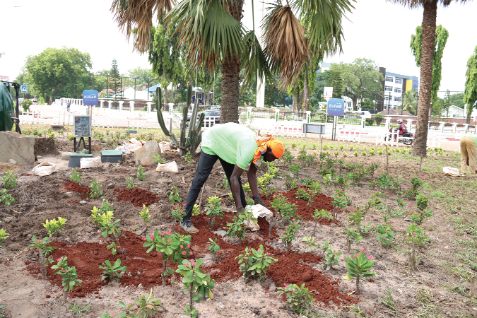 • A staff member of the Department of Parks and Gardens planting some seedlings at the Ridge Roundabout. Picture: ELVIS NII NOI DOWUONA