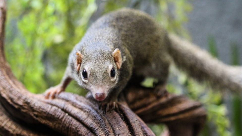 The Langya virus has mostly been detected in shrews