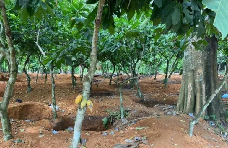 Cocoa farm destroyed by galamsey pits 