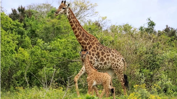 Giraffe are not normally aggressive unless they are protecting their young. Image credit: Gettyimages
