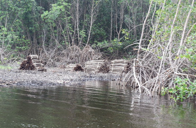 Cut mangroves along the Anyanui Creek in the Anloga area