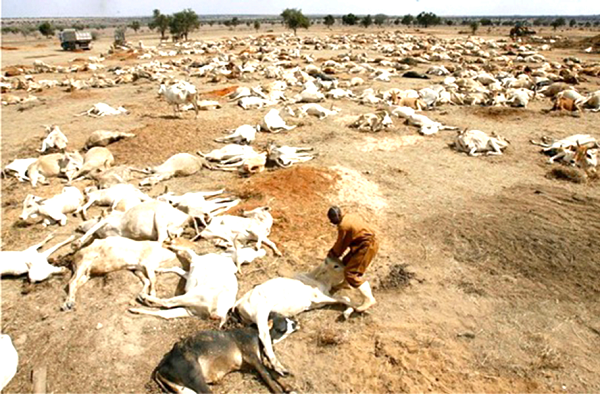 A herd of cattle dead as a result of lack of pasture and dried up rivers