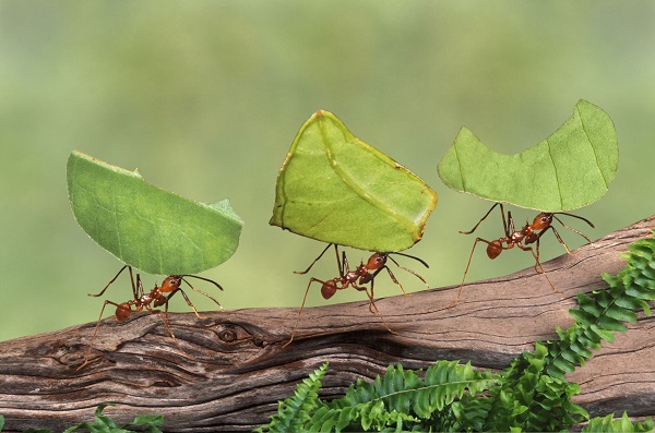 11 Lessons ants taught me