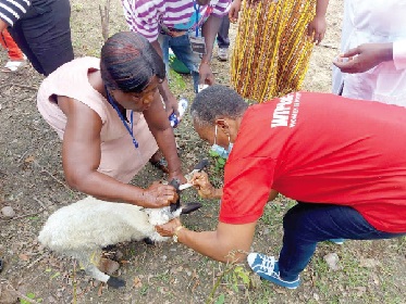 Participants being taught how to take temperature of a sheep