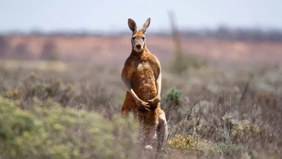 Kangaroo attacks are rare in Australia
