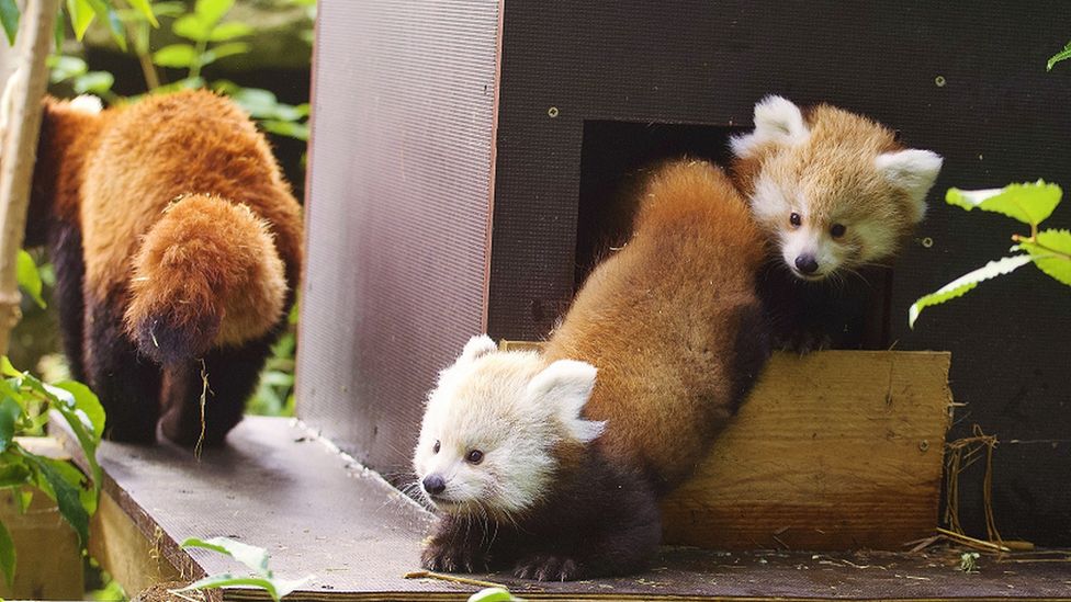 Red panda cubs emerge outside at Longleat in Wiltshire