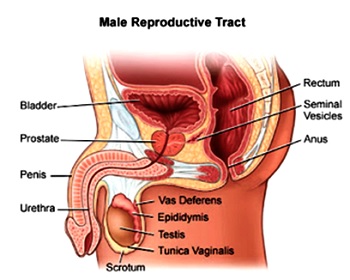 What I have learnt about prostate cancer