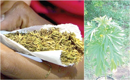 Marijuana leafs and farm