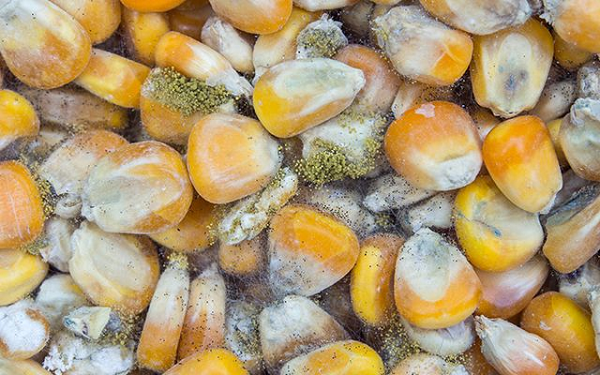 Stakeholders call for effective implementation of aflatoxin policy