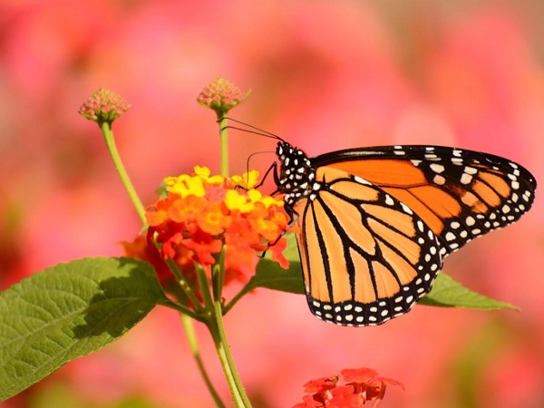 When a butterfly calls itself a bird
