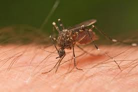New 'Dansoman, Tuba' deadly mosquito breed: No need to panic over Malaria - National Malaria Elimination  Programme