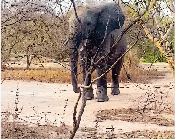 Chased twice by elephant