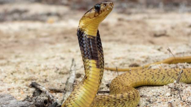 The Cape cobra is considered the most toxic and dangerous of the African cobras