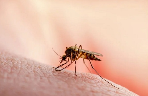Time to eradicate malaria is now