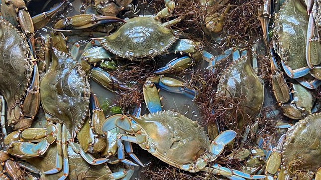 Italy to spend €2.9m to tackle invasion of aggressive blue crabs
