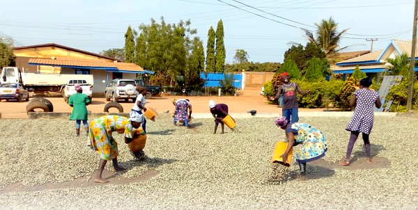 Some women drying cashew nuts at Sampa