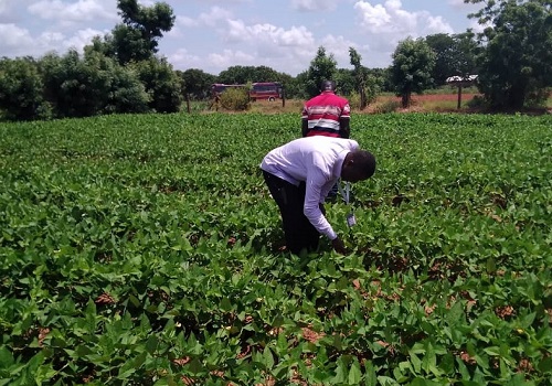 Principal Investigator of the Bt Cowpea, Dr Jerry Nboyine inspecting a trial farm at Nyankpala in Tamale