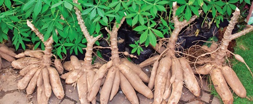 Cassava