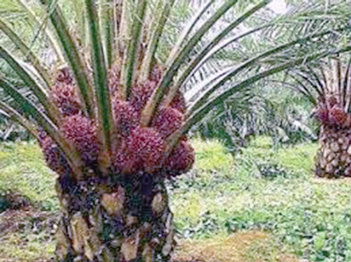Oil Palm tree with truits