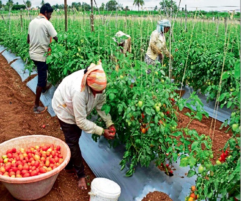 While tomato production in Ghana has the potential to meet local demand, the country's tomato farmers face a range of challenges