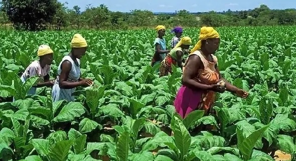 More work needed to optimise agric
