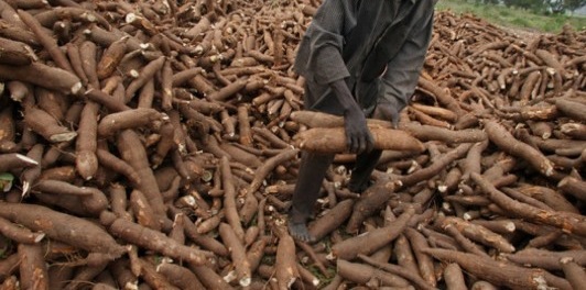 Three ex-convicts jailed 18 months for stealing cassava worth GH₵1,800