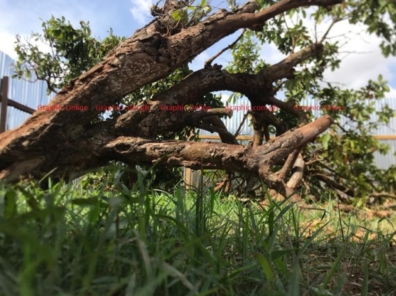 Historical cola tree believed to have been planted by famous Komfo Anokye 300 years ago cut down