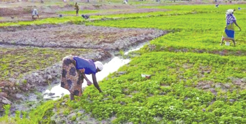 Farmers working on irrigated farms