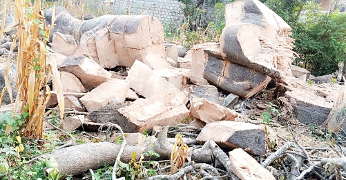  The 500-year-old baobab tree pulled down and chopped by the land guards in the medicinal garden.
