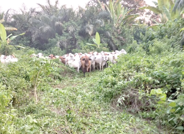 Abuakwa North Security Council orders herdsmen to leave