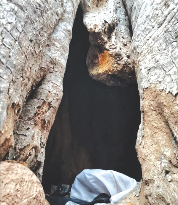 The deep hole in the tree into which human heads were thrown